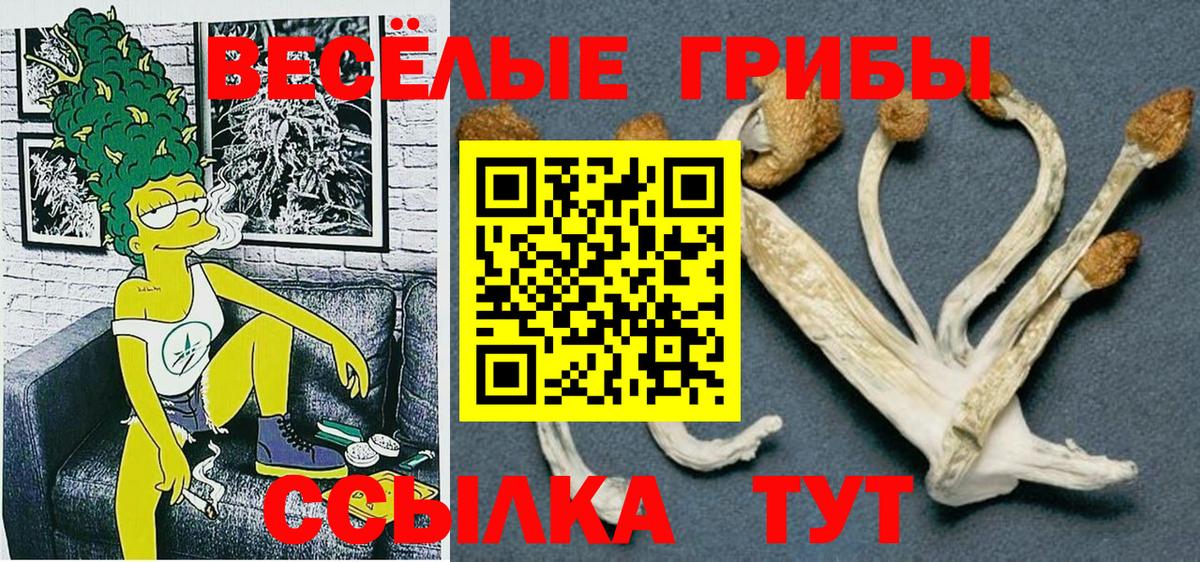 Тулун  Псилоцибиновые грибы Cubensis  Вход с VPN 